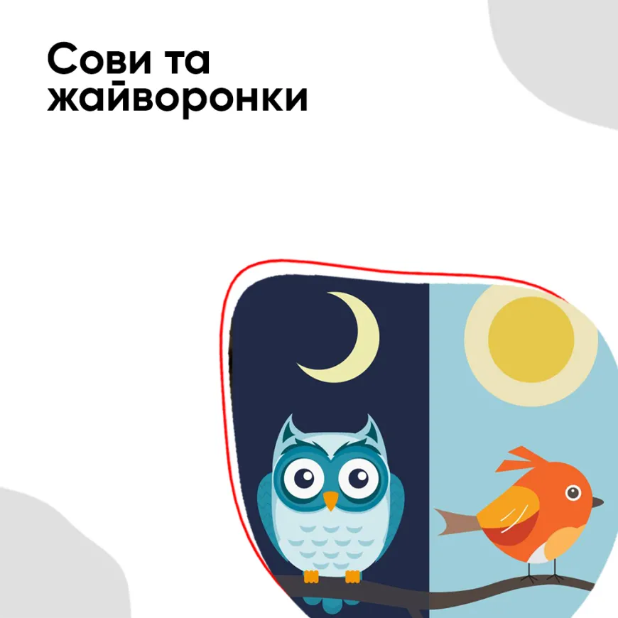 Сови та жайворонки